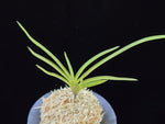 Carica l'immagine nel visualizzatore Galleria, Neofinetia falcata 'Hwangjiyeon' 황지연 黃池淵