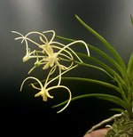Carica l'immagine nel visualizzatore Galleria, Neofinetia falcata 'Hwangjiyeon' 황지연 黃池淵
