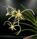 Carica l'immagine nel visualizzatore Galleria, Neofinetia falcata 'Hwangjiyeon' 황지연 黃池淵
