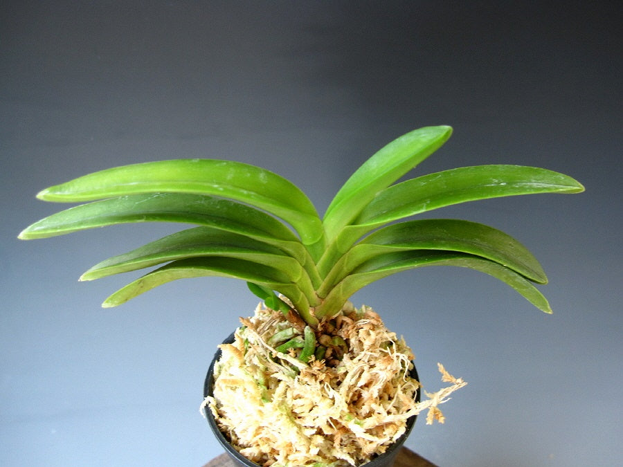 Neofinetia falcata 'Yokozuna' 횡강 横綱