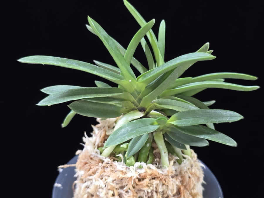 Neofinetia falcata 'Kokuyou' 흑요 黑耀
