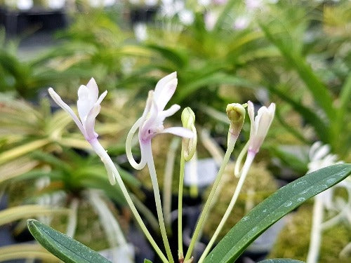 Neofinetia falcata 'Kokuyou' 흑요 黑耀