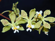 Encyclia wasp