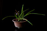 Carica l'immagine nel visualizzatore Galleria, Encyclia bractescens