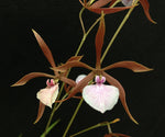 Carica l'immagine nel visualizzatore Galleria, Encyclia bractescens
