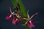 Carica l'immagine nel visualizzatore Galleria, Encyclia cochleata x cordigera