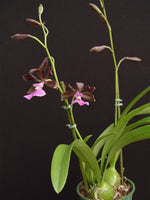 Carica l'immagine nel visualizzatore Galleria, Encyclia cordigera