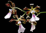 Carica l'immagine nel visualizzatore Galleria, Encyclia cordigera