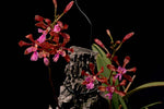 Carica l'immagine nel visualizzatore Galleria, Encyclia hanburyi