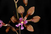 Encyclia hanburyi