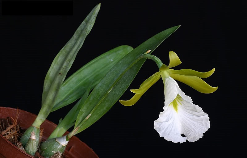 Encyclia mariae