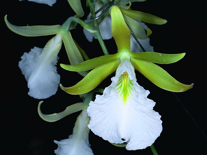 Encyclia mariae