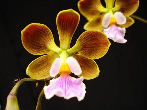 Encyclia megalantha