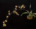 Carica l'immagine nel visualizzatore Galleria, Encyclia megalantha