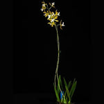 Carica l'immagine nel visualizzatore Galleria, Encyclia plicata var. alba