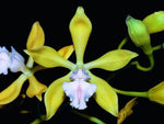 Carica l'immagine nel visualizzatore Galleria, Encyclia plicata var. alba