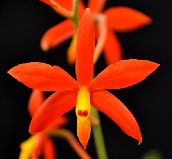 Encyclia vitellina