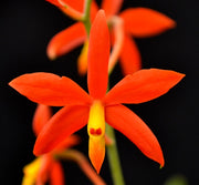 Encyclia vitellina