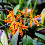 Carica l'immagine nel visualizzatore Galleria, Epicatanthe Hsiang Yu Gold Coast (Ctt. Oliver x Epi. stamfordianum)