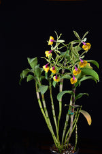 Carica l'immagine nel visualizzatore Galleria, Epicattleya René Marqués 'Flamethrower' x Cattleya schilleriana