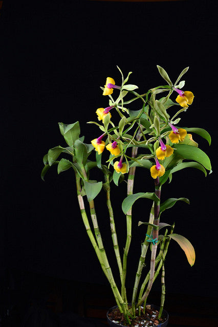 Epicattleya René Marqués 'Flamethrower' x Cattleya schilleriana