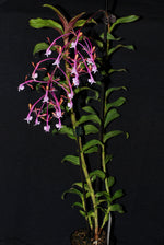 Load image into Gallery viewer, Epidendrum capricornu