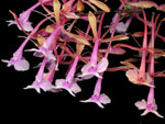 Load image into Gallery viewer, Epidendrum capricornu