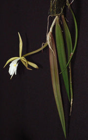 Epidendrum parkinsonianum