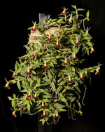 Carica l'immagine nel visualizzatore Galleria, Epidendrum porpax