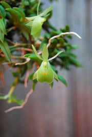 Epidendrum porpax var. alba