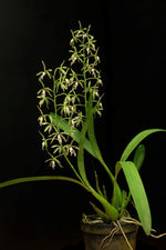 Carica l'immagine nel visualizzatore Galleria, Epidendrum prismatocarpum