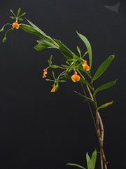 Epidendrum pseudoepidendrum