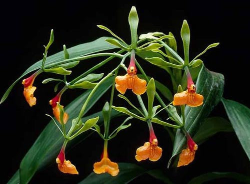 Epidendrum pseudoepidendrum