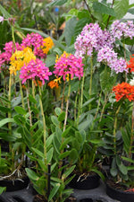 Carica l'immagine nel visualizzatore Galleria, Epidendrum radicans MIX