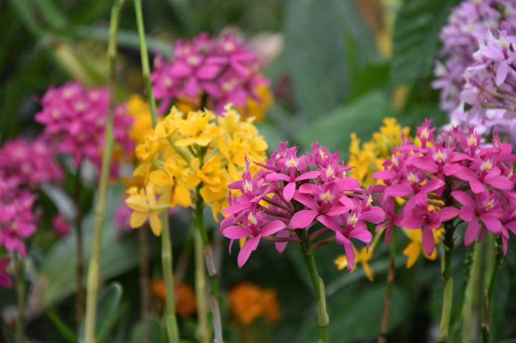 Epidendrum radicans MIX