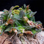 Carica l&#39;immagine nel visualizzatore Galleria, Epidendrum schlechterianum
