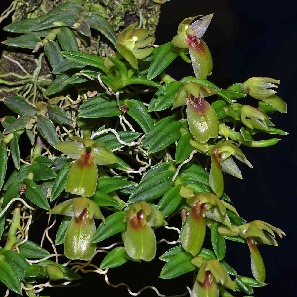 Epidendrum porpax var. Ivan-Portillae