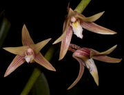 Eria javanica