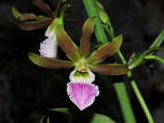 Eulophia Shamara (euglossa x guineensis)