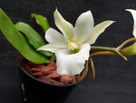 Carica l'immagine nel visualizzatore Galleria, Euryangis Victoria Nile (Eurychone rothschildiana × Aerangis kotschyana)