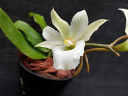 Euryangis Victoria Nile (Eurychone rothschildiana × Aerangis kotschyana)