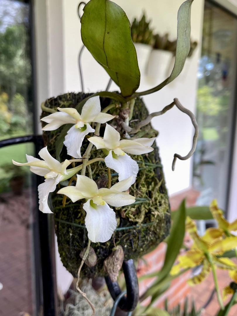 Euryangis Victoria Nile (Eurychone rothschildiana × Aerangis kotschyana)