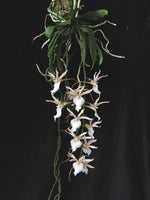 Carica l'immagine nel visualizzatore Galleria, Euryangis Galeankotsch (Eurychone galeandrae x Aerangis kotschyana)