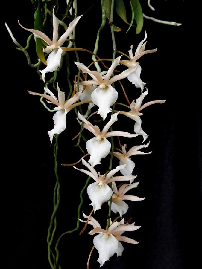 Euryangis Galeankotsch (Eurychone galeandrae x Aerangis kotschyana)