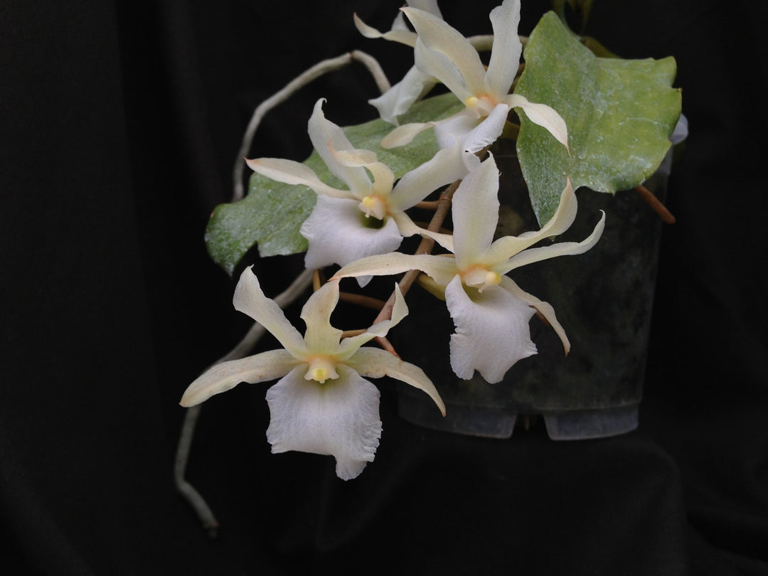 Euryangis Victoria Nile (Eurychone rothschildiana × Aerangis kotschyana)