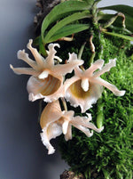 Load image into Gallery viewer, Eurychone galeandrae