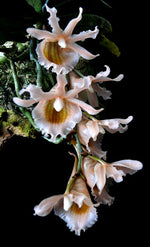 Load image into Gallery viewer, Eurychone galeandrae