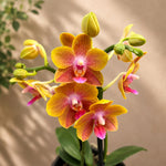 Carica l'immagine nel visualizzatore Galleria, Phalaenopsis Brother Sara Gold