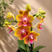 Phalaenopsis Fong Tien's Amapearl 'Cone Pearl CL913G'