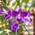 Carica l'immagine nel visualizzatore Galleria, Dendrobium Blue Happiness (Dendrobium Phalaenopsis)